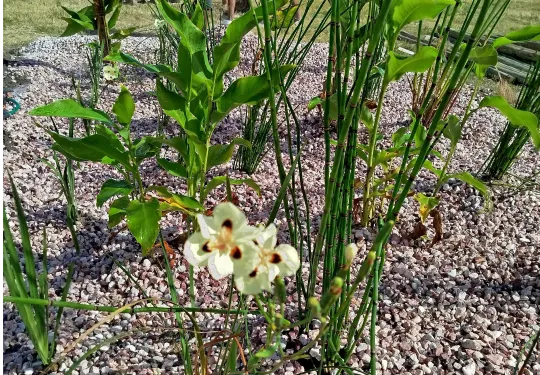 RESILIENCIA SOLUCIONES BASADAS EN LA NATURALEZA SbN