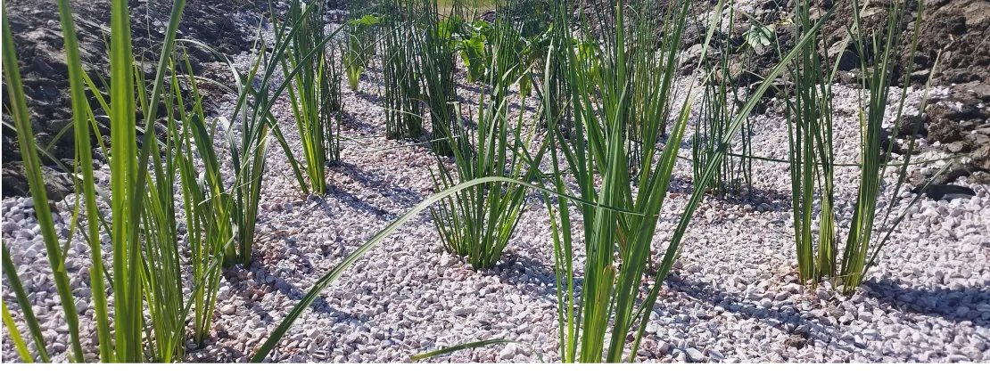 RESILIENCIA SOLUCIONES BASADAS EN LA NATURALEZA SbN