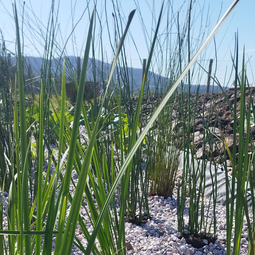 RESILIENCIA SOLUCIONES BASADAS EN LA NATURALEZA SbN
