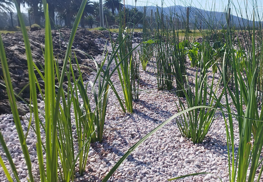 RESILIENCIA SOLUCIONES BASADAS EN LA NATURALEZA SbN