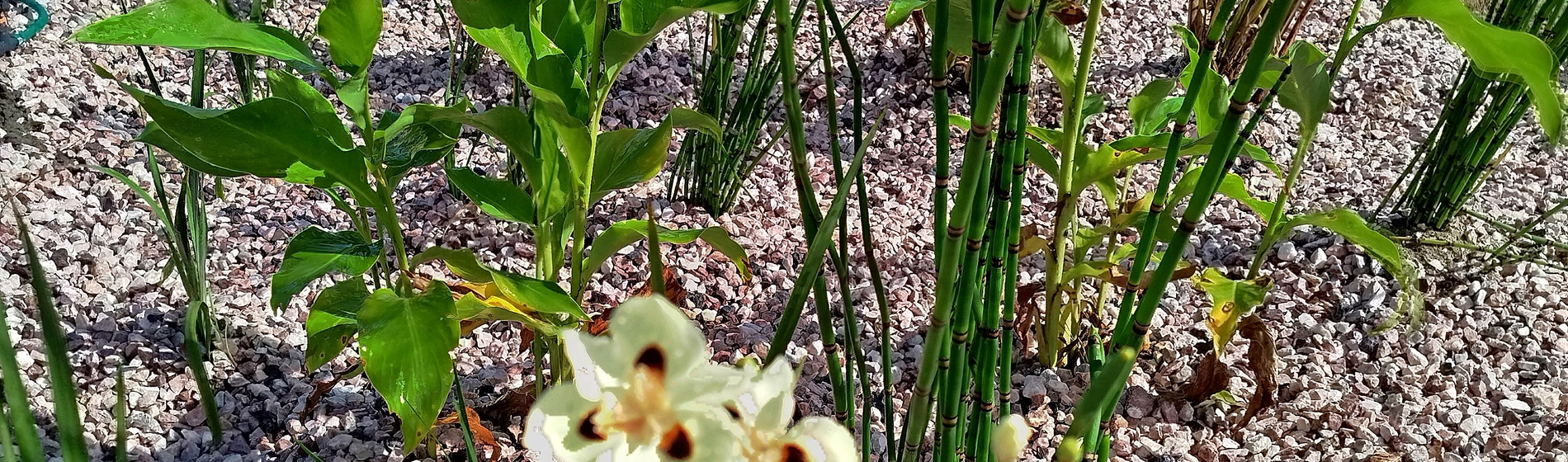 RESILIENCIA SOLUCIONES BASADAS EN LA NATURALEZA SbN