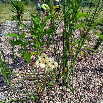 RESILIENCIA SOLUCIONES BASADAS EN LA NATURALEZA SbN
